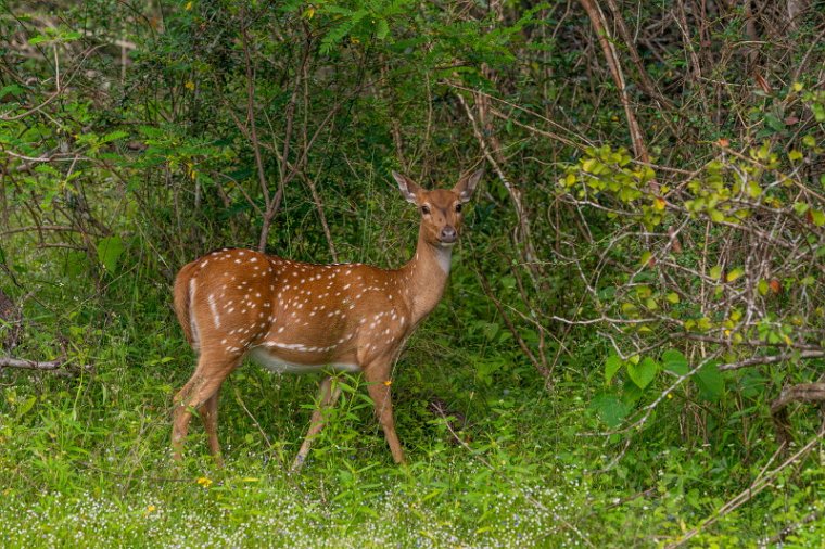 019 Wilpattu NP, sri lankaans axishert.jpg